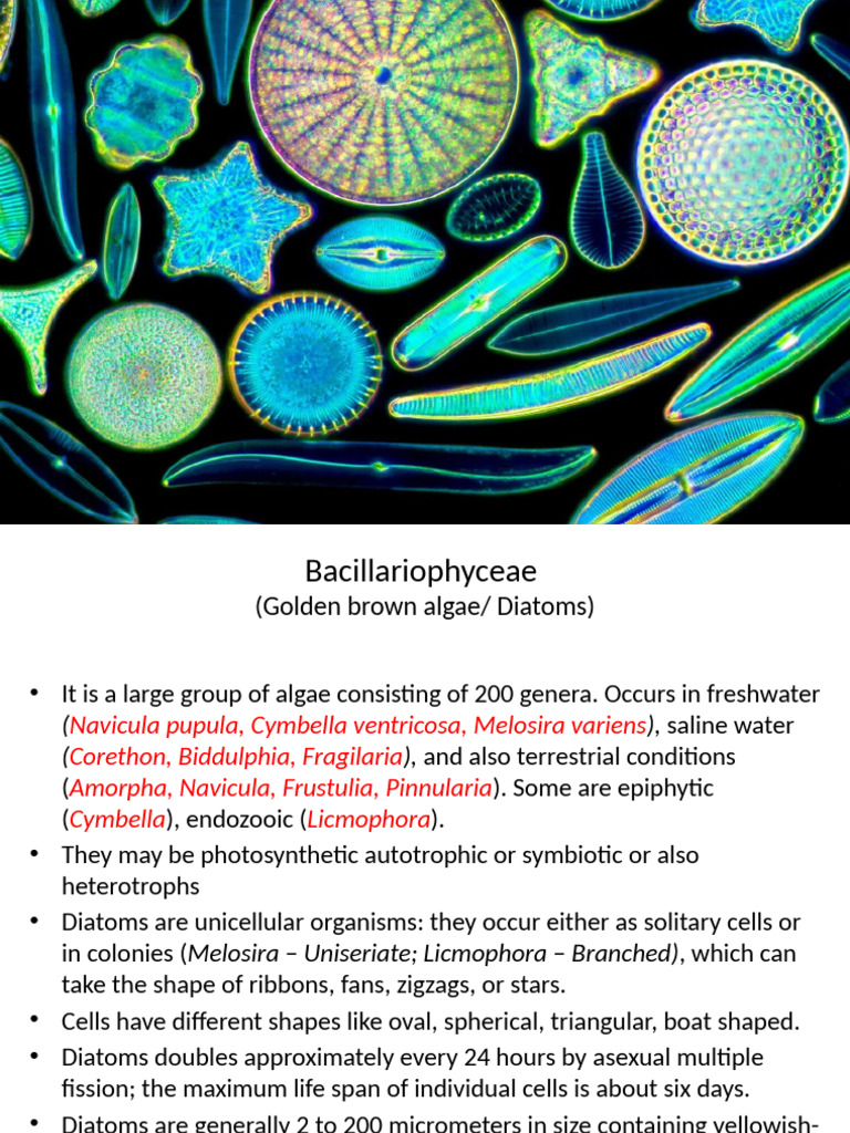 Overview of Diatoms and Their Importance | PDF | Meiosis | Ploidy