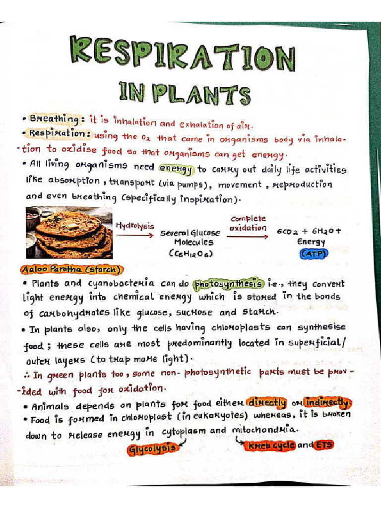 Respiration in Plants . | PDF