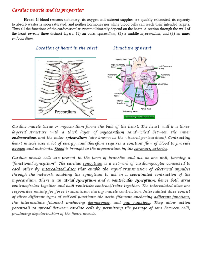Properties and Functions of Cardiac Muscle | PDF | Diastole | Cardiac ...