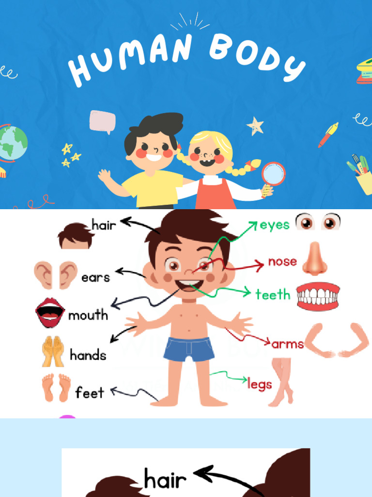 Human Body Features Explained | PDF