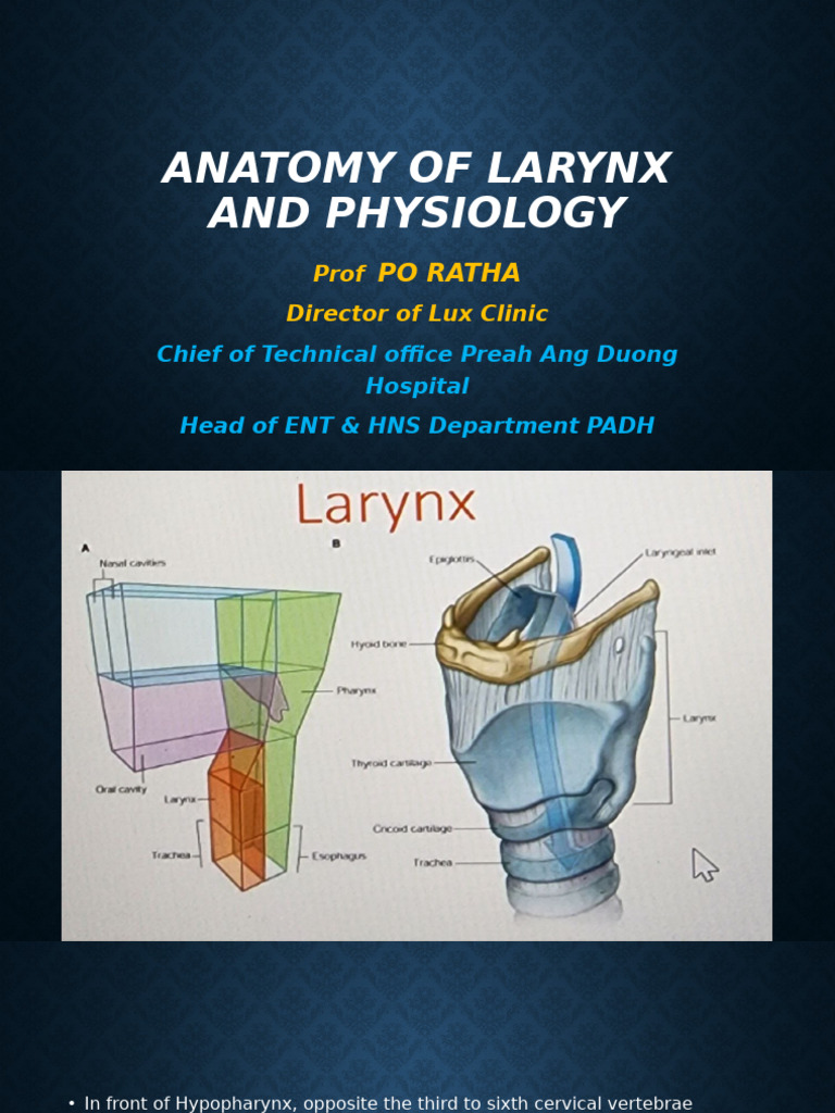 Larynx Anatomy and Physiology Overview | PDF | Larynx | Human Head And Neck