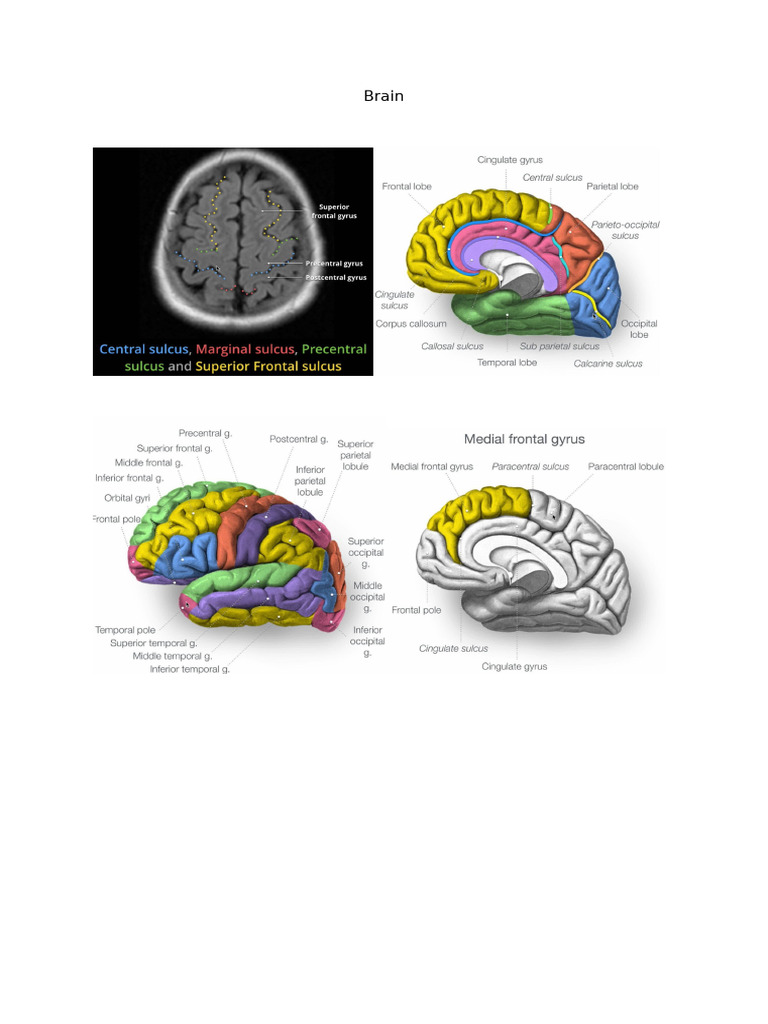 Brain Anatomy: Key Structures and Pathways | PDF
