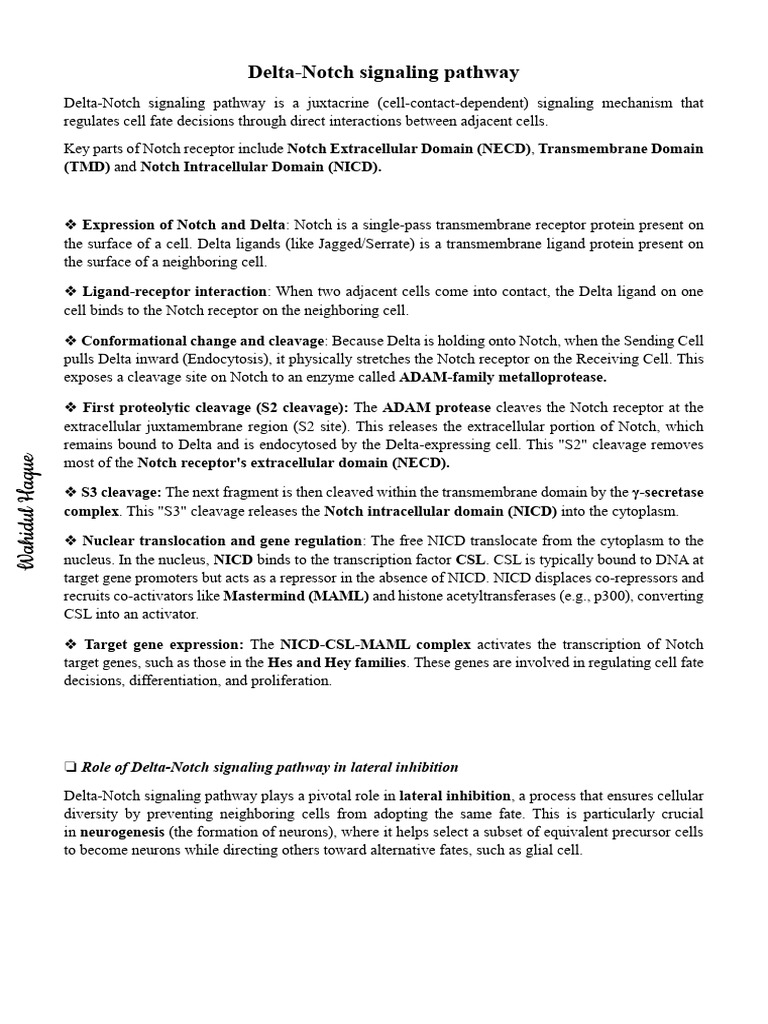 Delta-Notch Signaling Pathway | PDF | Cell Signaling | Life Sciences