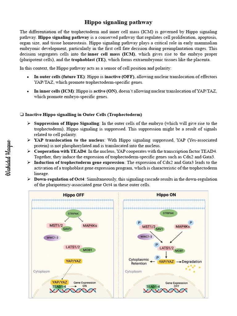 Hippo Pathway in Cell Fate Decisions | PDF | Biological Processes ...