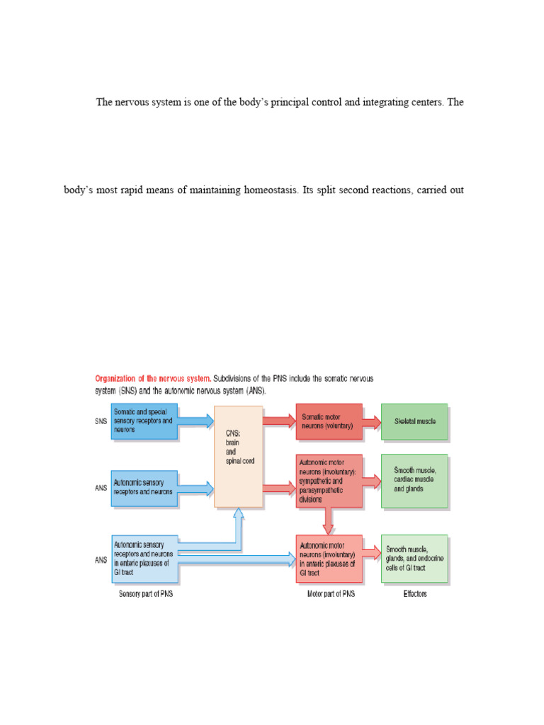 Overview of the Nervous System Functions | PDF | Chemical Synapse ...