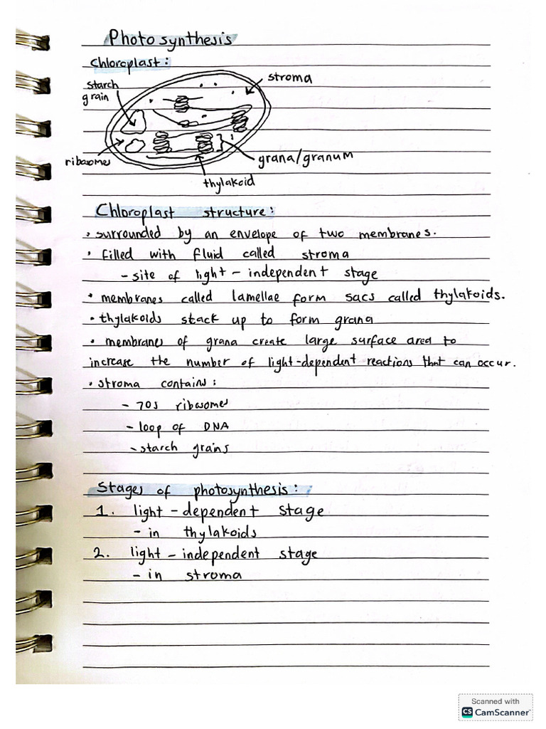 Photosynthesis Notes | PDF