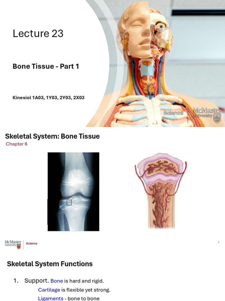 Bone Tissue Overview and Functions | PDF | Bone | Osteoblast