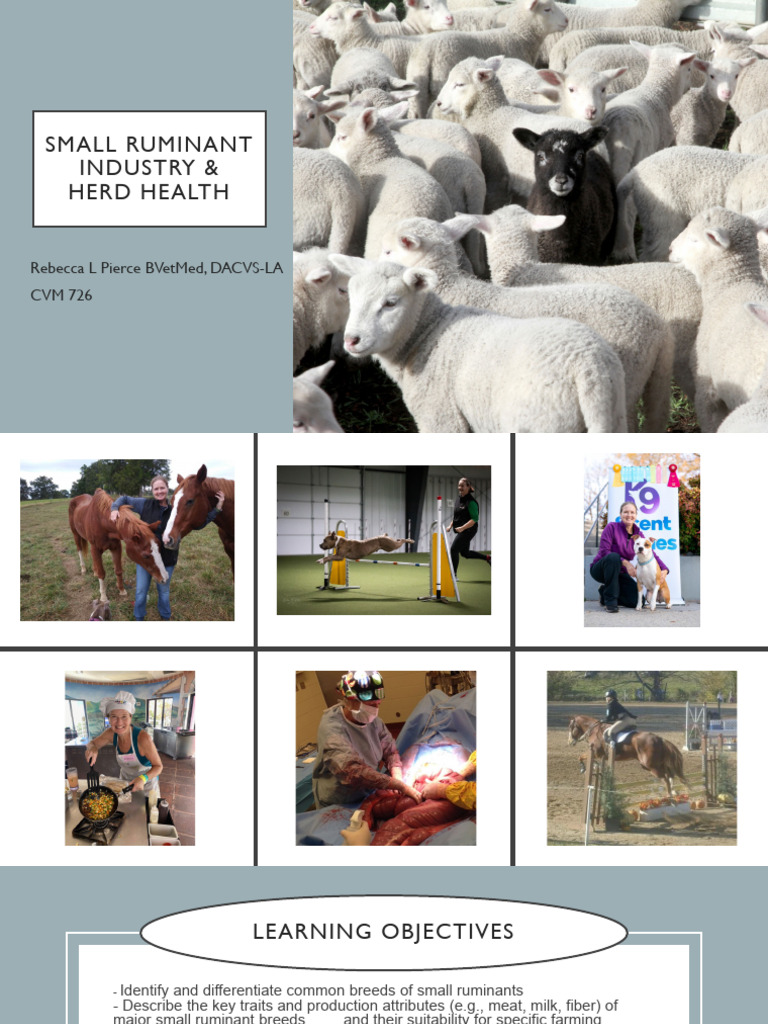 Small+Ruminant+Industry+1_25+Student | PDF | Lamb And Mutton | Goat