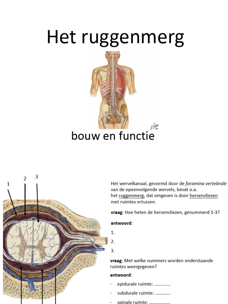 WDD1b_ruggenmerg(1)-2 | PDF