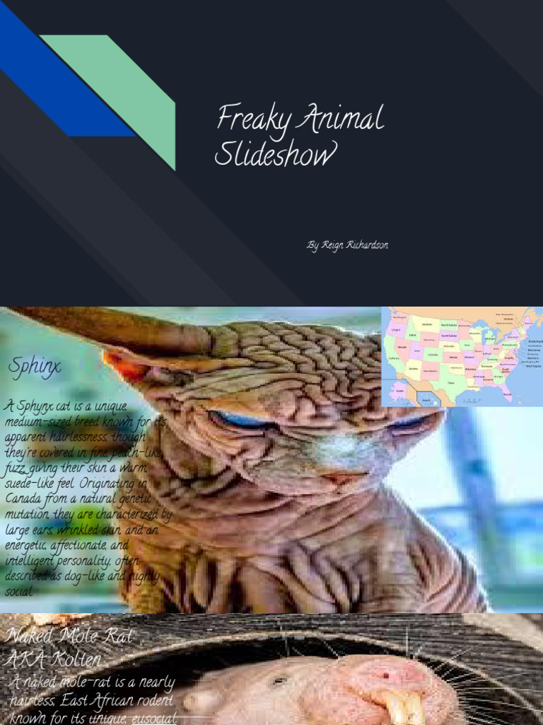 Freaky Animal Slideshow | PDF
