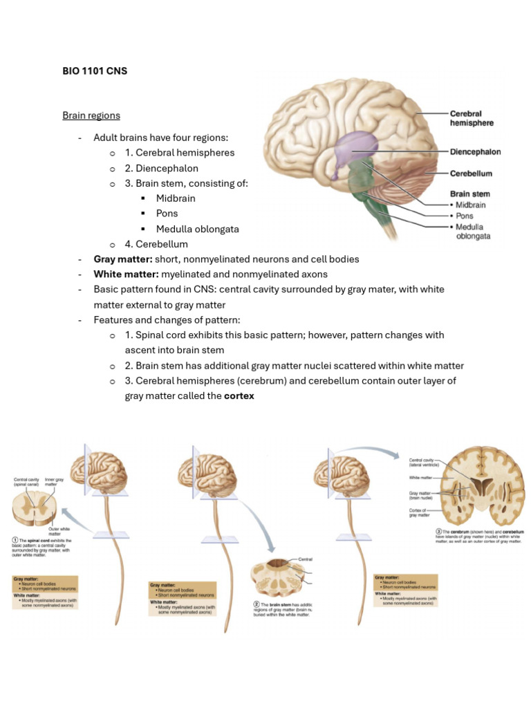 BIO 1101 CNS | PDF | Cerebral Cortex | Brainstem