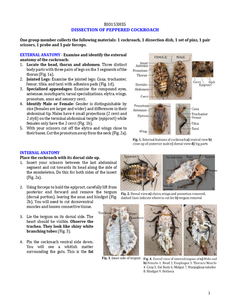 Peppered Cockroach Dissection Guide | PDF | Arthropods | Zoology