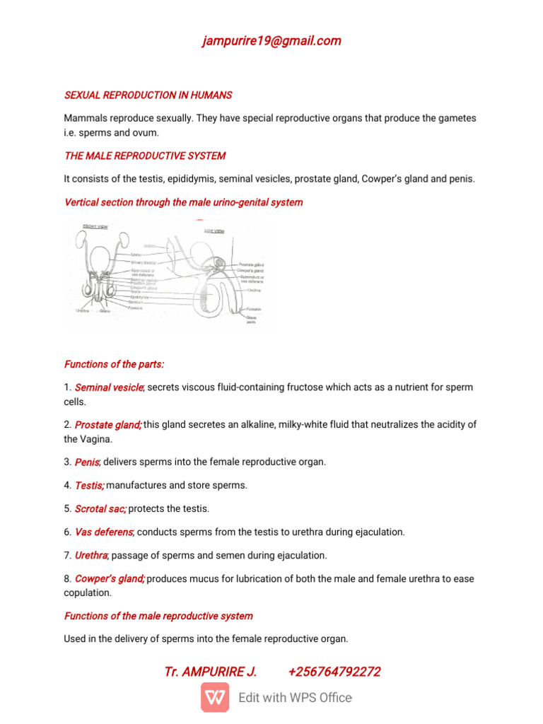 Human Sexual Reproduction Overview | PDF | Menstrual Cycle ...