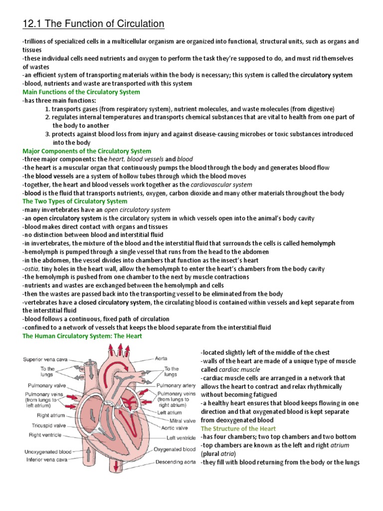 Bio Chapter 12 Notes (Grade 11) | Circulatory System | Artery