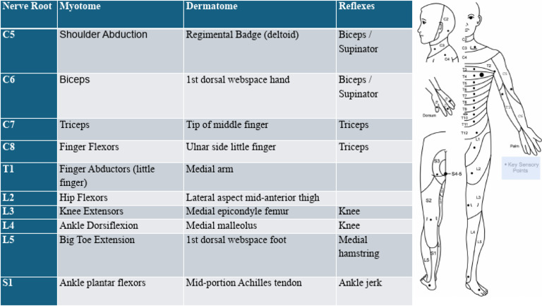 Nerve Root Myotomes and Reflexes Guide | PDF
