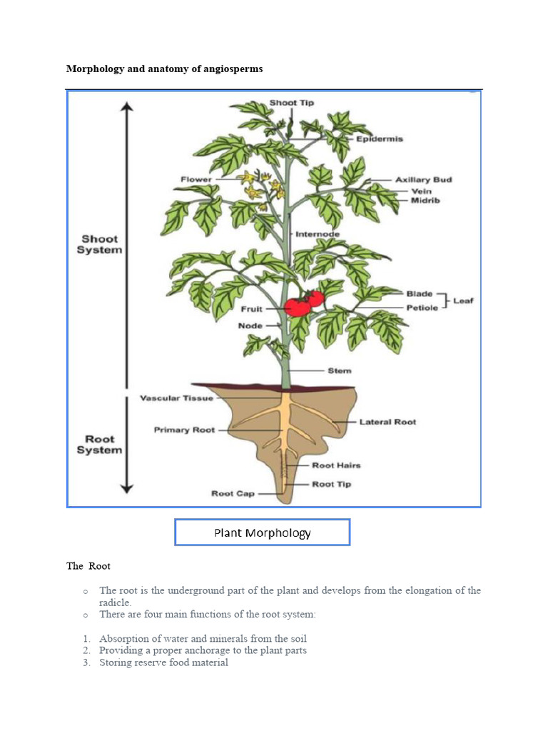 Angiosperm Morphology and Anatomy Guide | PDF | Leaf | Root