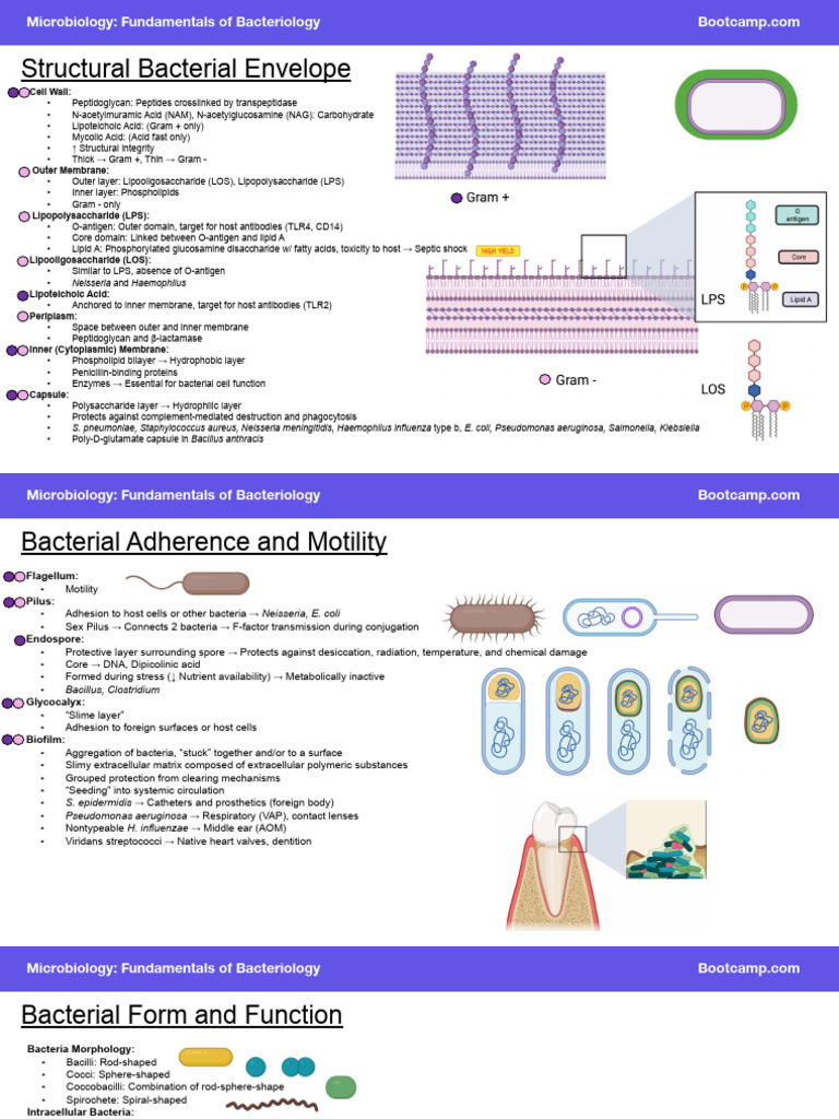Filtered Bacteriology | PDF | Bacteriophage | Lipopolysaccharide
