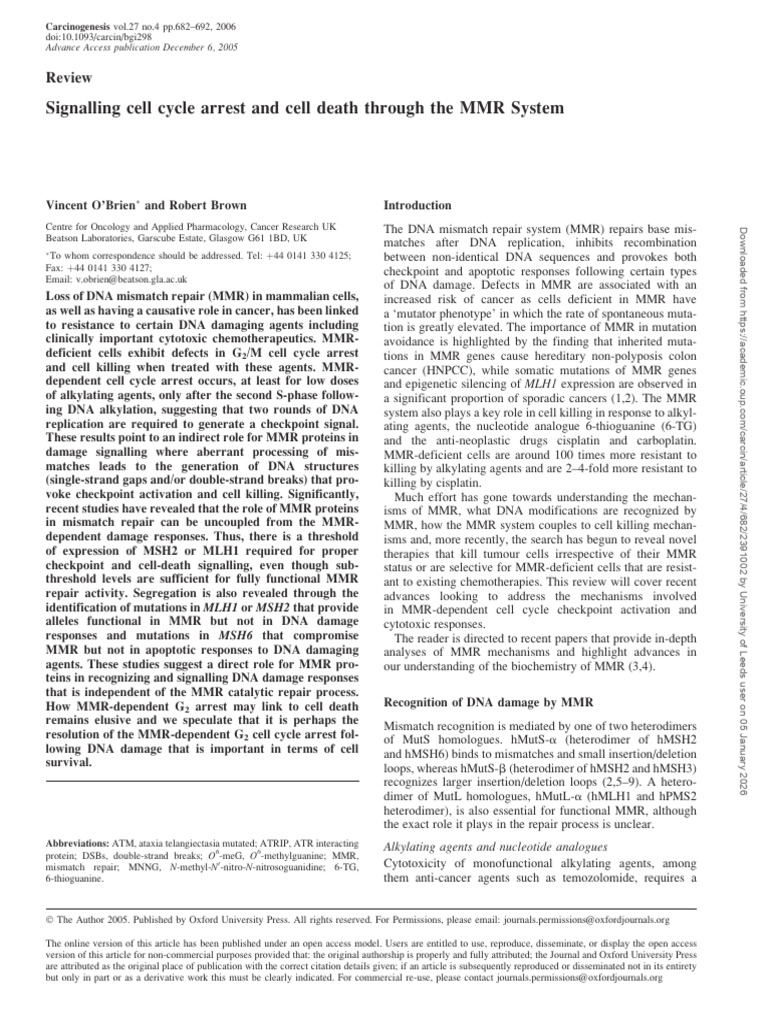 MMR System's Role in Cell Death Signaling | PDF | Dna Repair | Apoptosis