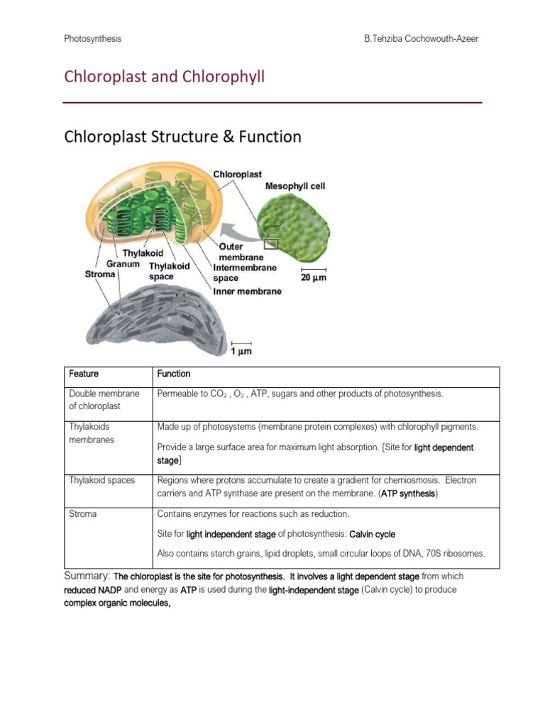 Understanding Chloroplasts and Photosynthesis | PDF | Chlorophyll ...