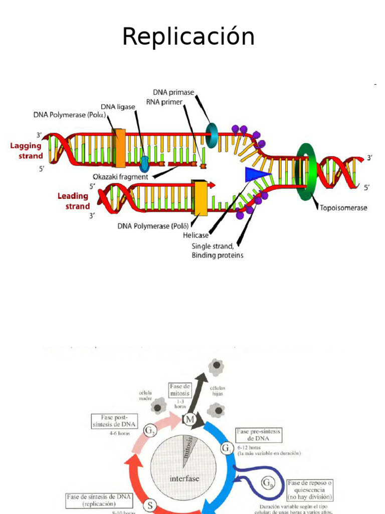 Proceso de Replicación del ADN | PDF | Replicación De Adn | Adn