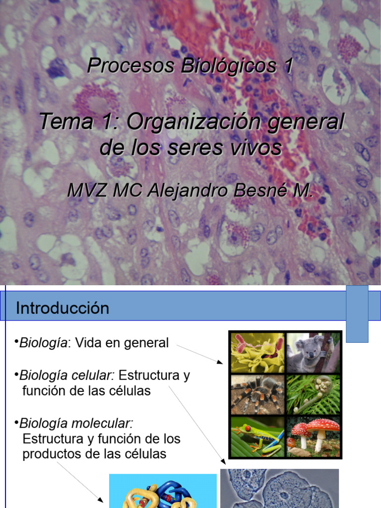 Fundamentos de Procesos Biológicos | PDF | Biología Celular) | Eucariotas