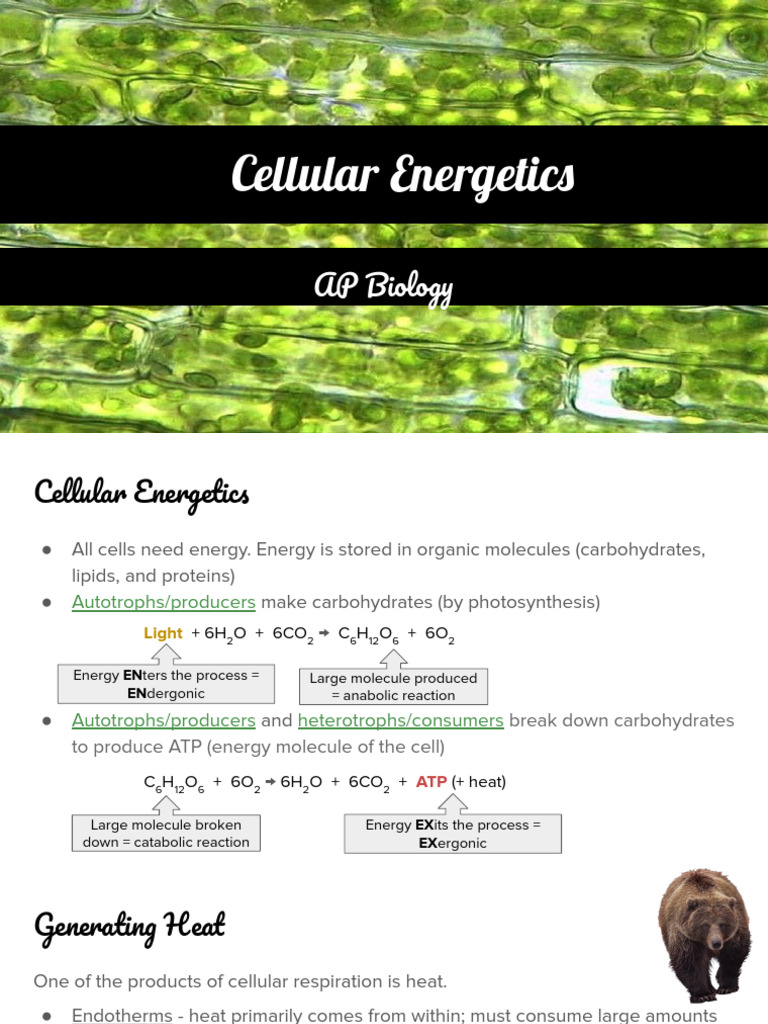 Cellular Energetics in AP Biology | PDF | Cellular Respiration ...