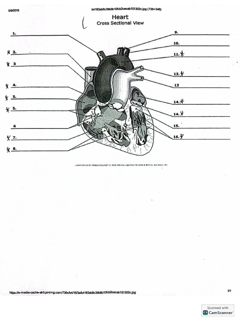 cross-sectional-heart-diagram-pdf