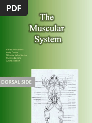 Bio 22 Post Lab The Muscular System New Ver Pdf Pelvis Foot