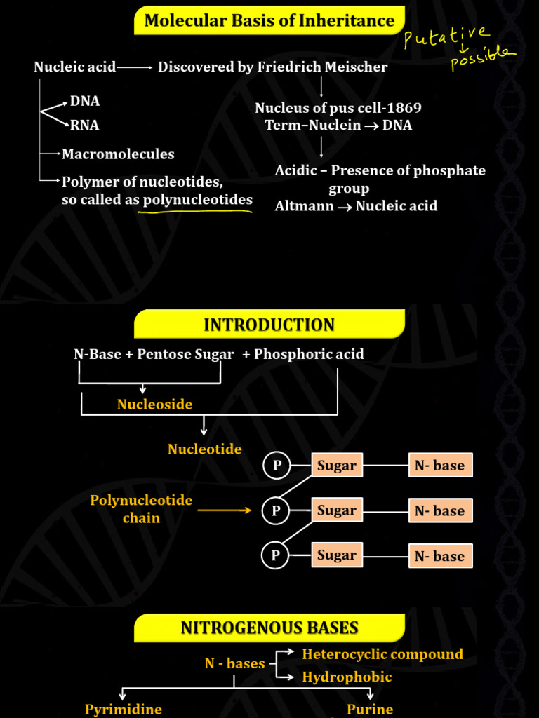 Molecular Inheritance: DNA & RNA Basics | PDF | Nucleotides | Ribosome
