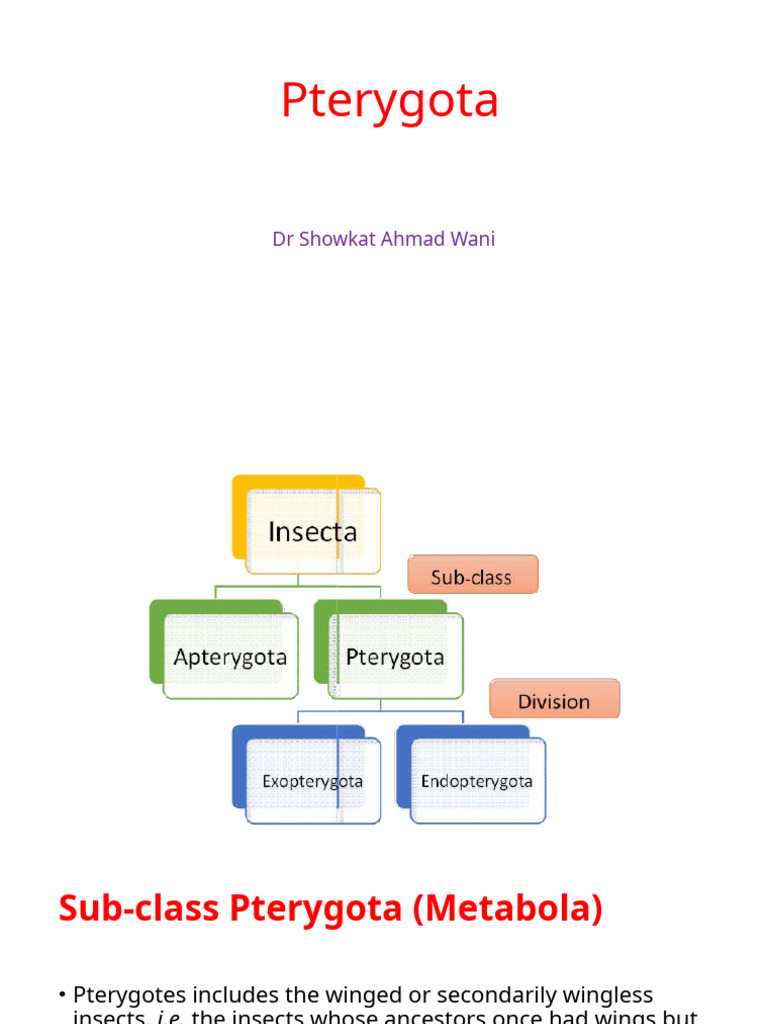 Overview of Pterygota Insect Classifications | PDF | Fly | Insects