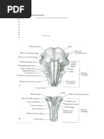 Anatomy and Function of the Pons | PDF | Brainstem | Human Anatomy
