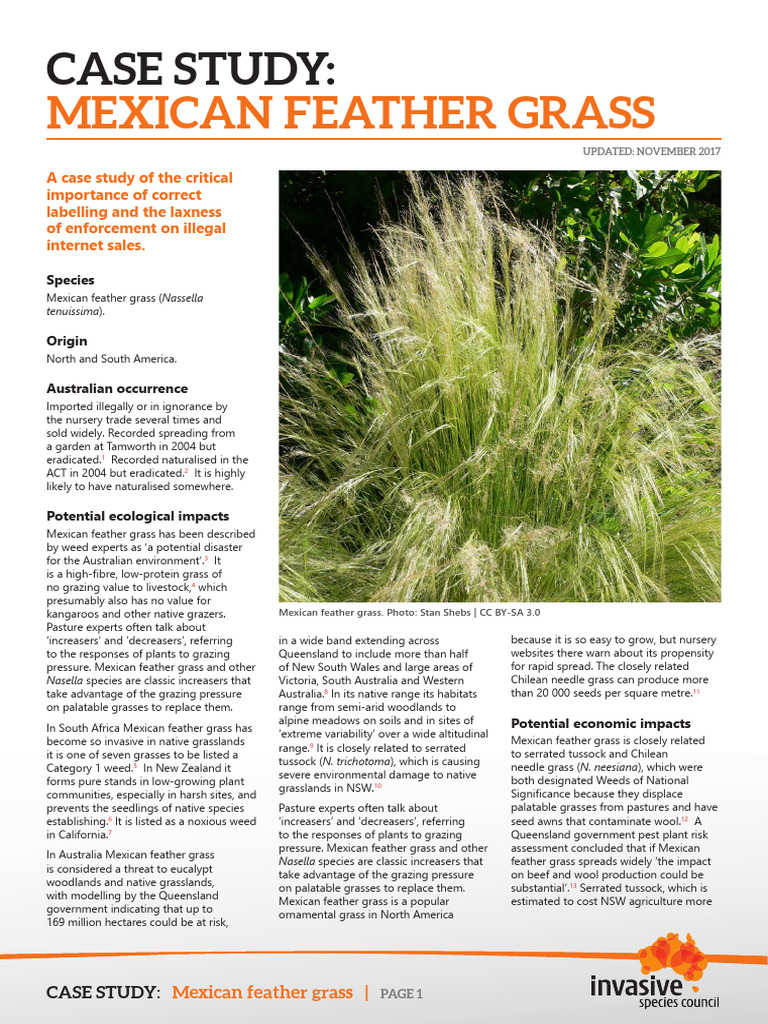 Mexican Feather Grass Case Study | PDF | Agriculture | Botany