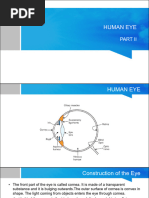 Anatomy and Function of the Human Eye | PDF | Eye | Human Eye