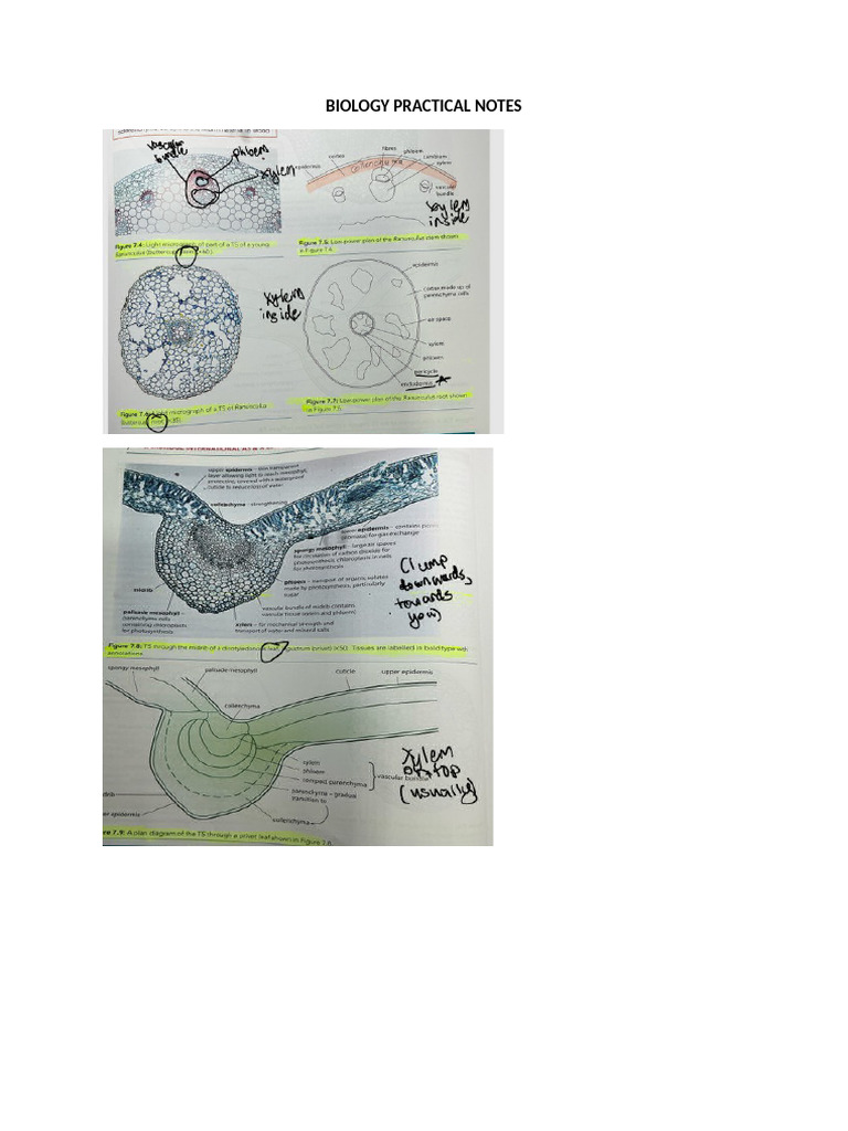Biology Practical Notes: Microscopy & Dilution Techniques | PDF ...