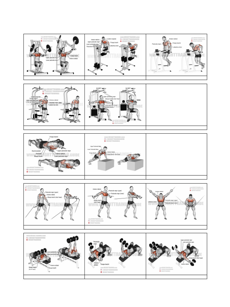 Comprehensive Chest Workout Guide | PDF