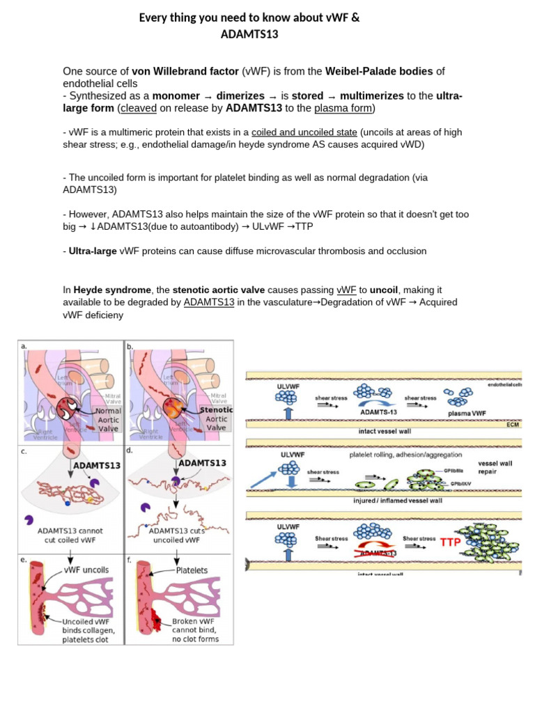 Understanding vWF and ADAMTS13 Dynamics | PDF