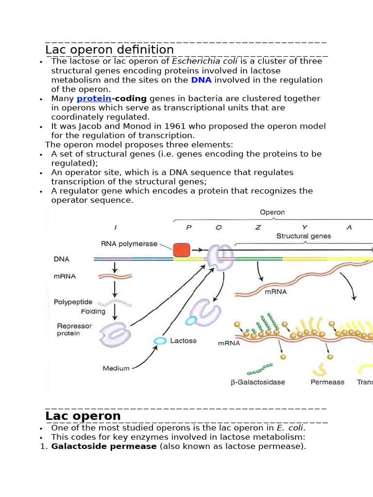 Lac Operon: Structure and Regulation | PDF | Operon | Repressor