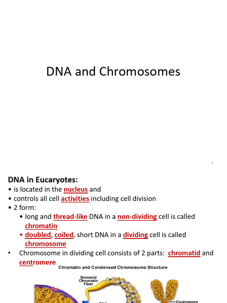 Understanding DNA and Chromosome Structure | PDF | Mitosis | Chromosome