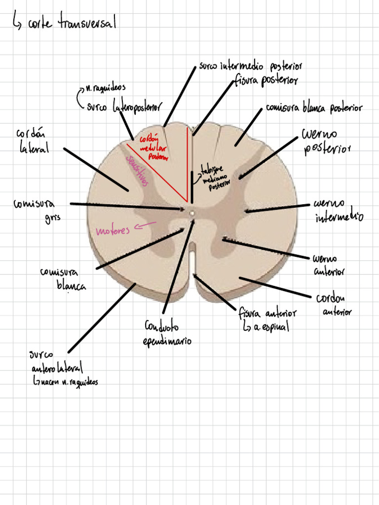 Anatomía del Sistema Nervioso Central | PDF | Médula espinal | Anatomía