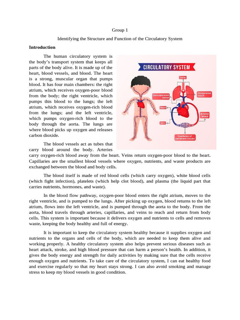 Circulatory System Structure and Function | PDF | Circulatory System ...