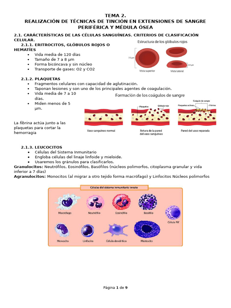 tema-2-realizaci-n-de-t-cnicas-de-tinci-n-en-extensiones-de-sangre
