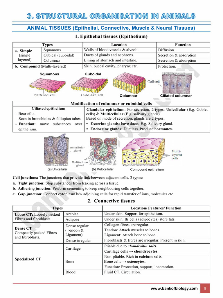 Animal Tissues and Frog Anatomy Overview | PDF | Epithelium | Anatomy