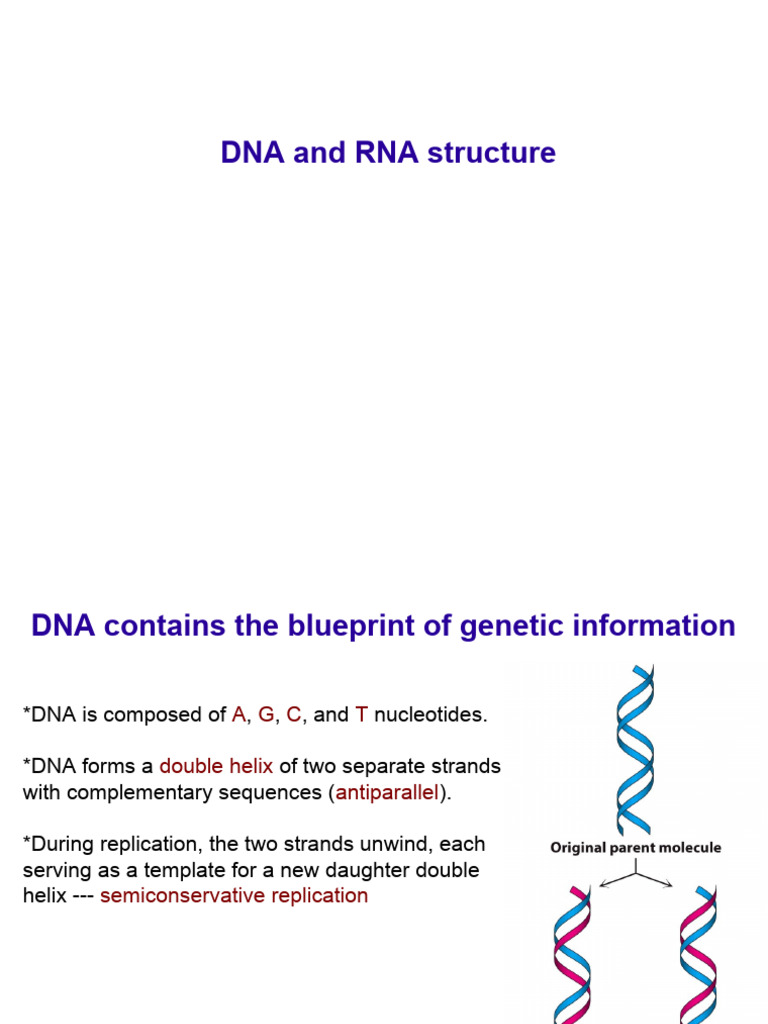 DNA and RNA Structure Overview | PDF | Dna | Nucleotides