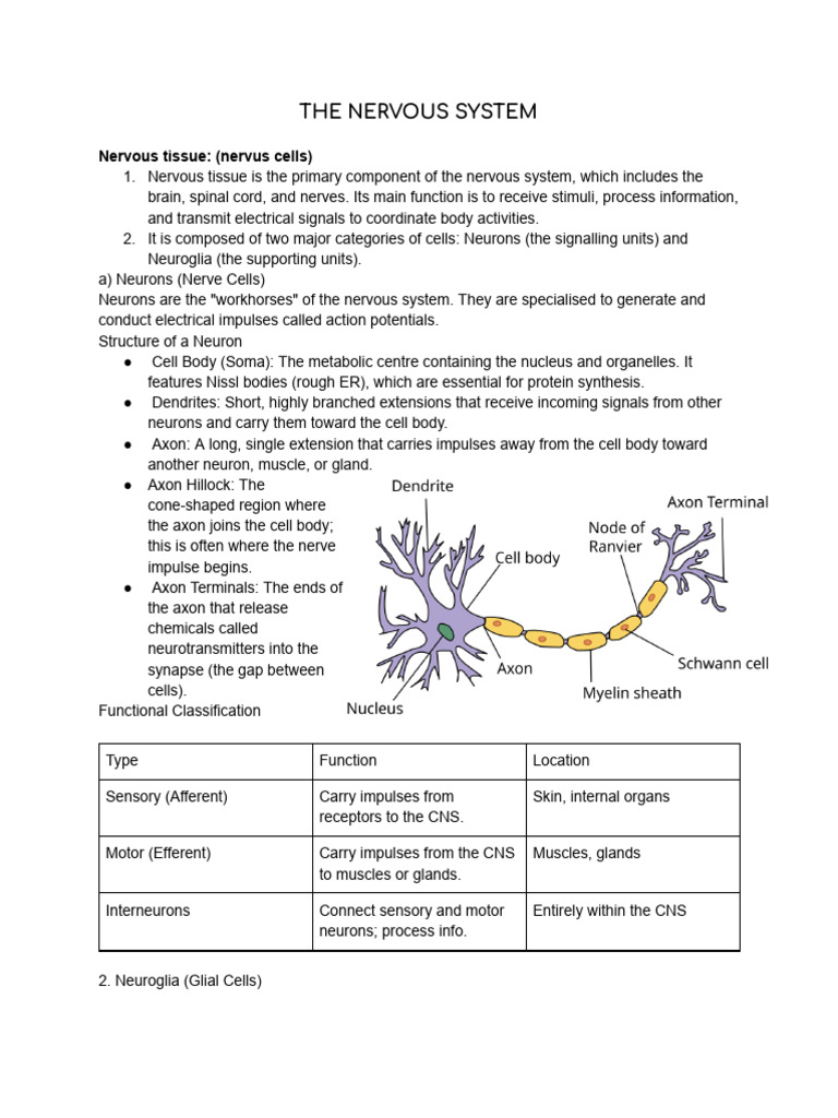 Overview of the Nervous System Functions | PDF | Nervous System ...
