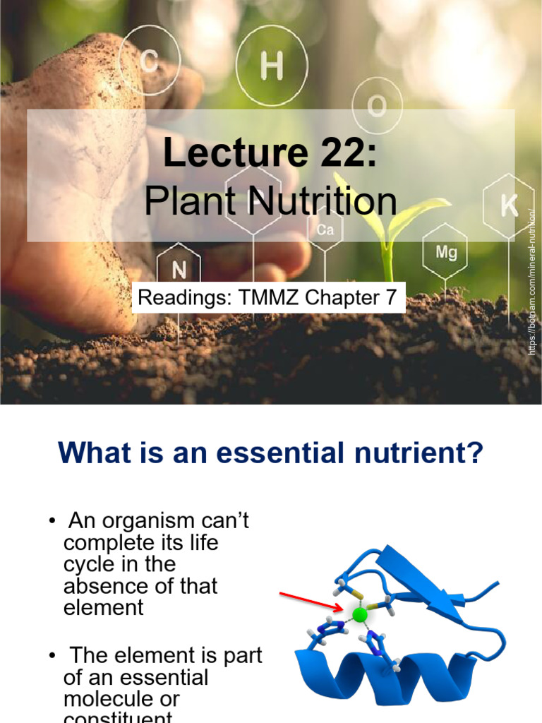 Essential Nutrients for Plant Growth | PDF | Nutrients | Determinants ...