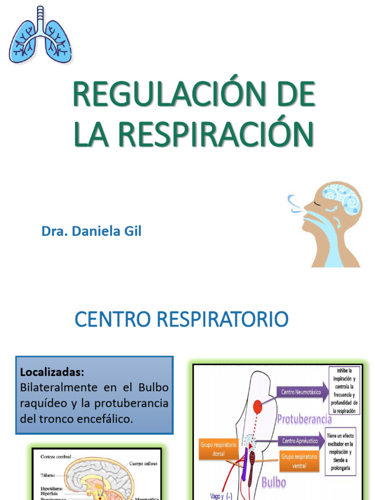 Regulación del Ritmo Respiratorio | PDF | Sistema respiratorio ...