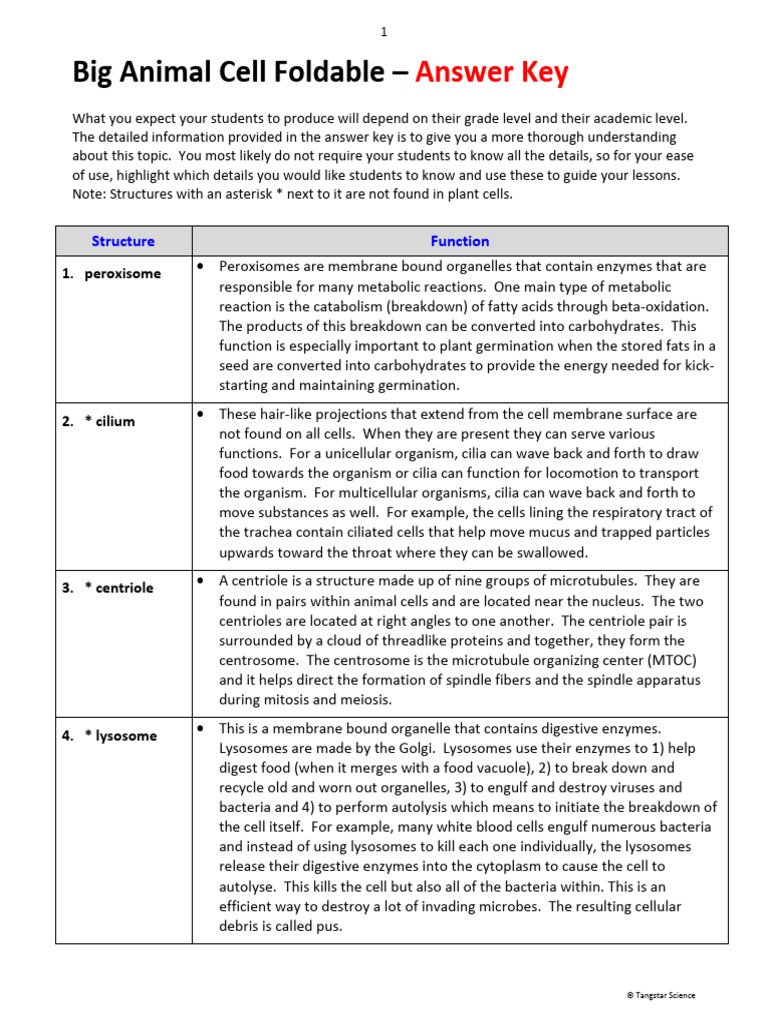 Big Animal Cell Foldable Answer Key | PDF | Endoplasmic Reticulum ...