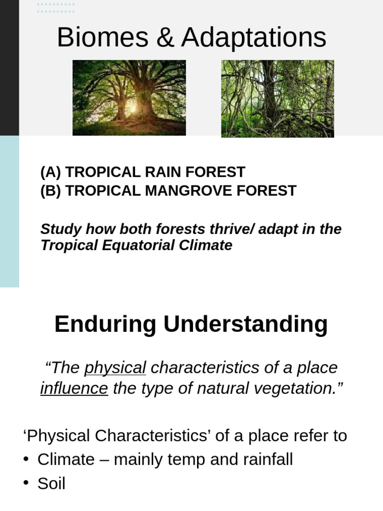 Tropical Rainforest Adaptations Explained | PDF | Rainforest | Trees