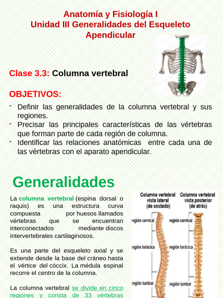 Columna Vertebral | PDF | Vértebra | Sistema esquelético