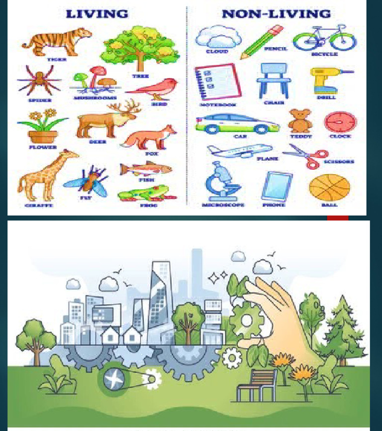 Living and Non-Living THings | PDF